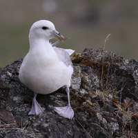 fulmar_boreal_-_fulmarus_glacialis16bd