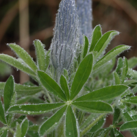 lupinus_nootkatensis4md