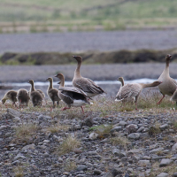 oie_a_bec_court_-_anser_brachyrhynchus6md (Anser brachyrhynchus)