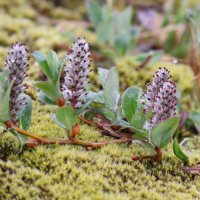 Salix arctica (Saule arctique)