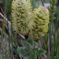 salix_lanata4md