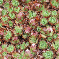 saxifraga_cespitosa2bd