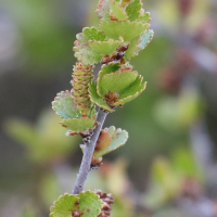 betula_nana5md (Betula nana)