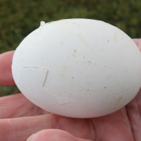 fulmar_boreal_-_fulmarius_glacialis_oeuf1md