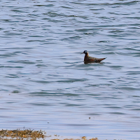 Phalaropus fulicarius (Phalarope à bec large)