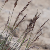 Poa glauca (Pâturin bleuâtre)