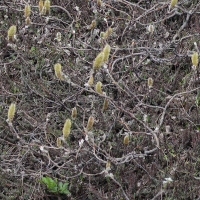 salix_lanata5md