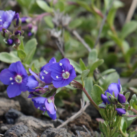 veronica_fruticans4md (Veronica fruticans)