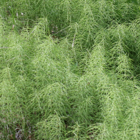 Equisetum pratense (Prêle des prés)