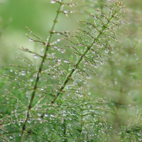 equisetum_pratense2bd (Equisetum pratense)