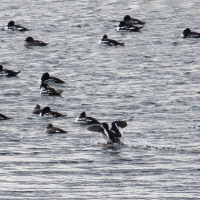 Bucephala islandica (Garrot d'Islande)