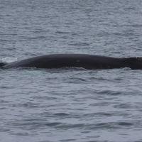 Megaptera novaeangliae (Baleine à bosse)