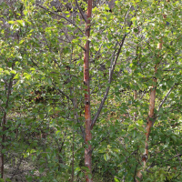 betula_pubescens5md (Betula pubescens)