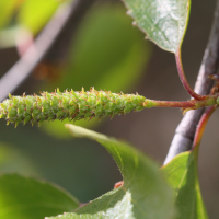 betula_pubescens6md (Betula pubescens)