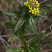 Erysimum cheiranthoides (Vélar fausse-giroflée)