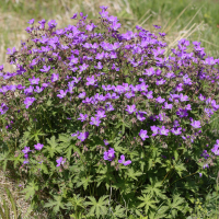 geranium_sylvaticum4md