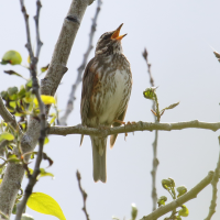 Turdus iliacus (Grive mauvis)