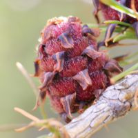 Larix sibirica (Mélèze de Sibérie)