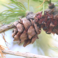 larix_sibirica2md