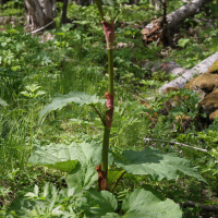 Rheum rhabarbarum (Rhubarbe des jardins)