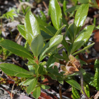 salix_phylicifolia4md