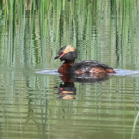 grebe_esclavon_-_podiceps_auritus5bd