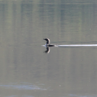 Gavia arctica (Plongeon arctique)