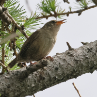 troglodyte_mignon_-_troglodytes_troglodytes9bd