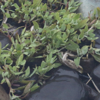 Atriplex glabriuscula (Arroche de Babington)