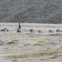 bernache_nonnette_-_branta_leucopsis7bd (Branta leucopsis)