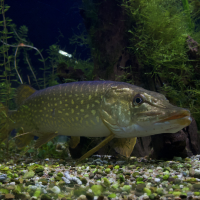 esox_lucius5cd (Esox lucius)