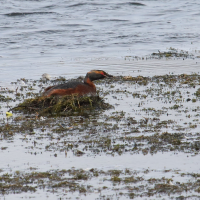 grebe_esclavon_-_podiceps_auritus6md