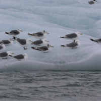 mouette_tridactyle_-_rissa_tridactyla17bd