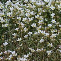 Saxifraga hypnoides (Saxifrage faux hypne)