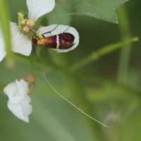 adela_australis3bd (Adela australis)