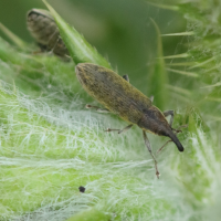 Lixus cardui (Charançon)