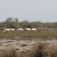 equus_caballus_camargue4md (Equus caballus)