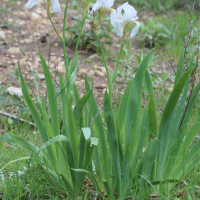 Iris germanica 'Florentina' (Iris de Florence)