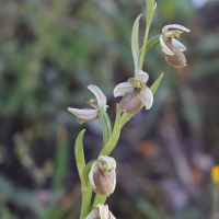 ophrys_arachnitiformis10md