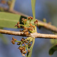 phillyrea_angustifolia6md