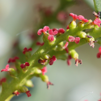 pistacia_lentiscus4md