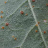 puccinia_malvacearum7md