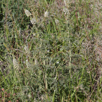 Reseda alba (Réséda blanc)