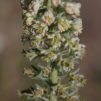 reseda_alba3md