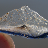 velella_velella6md