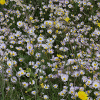 bellis_annua2md (Bellis annua)