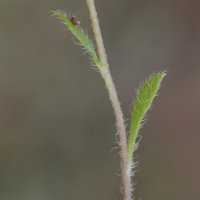 bellis_annua3md (Bellis annua)