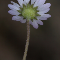 bellis_annua4md (Bellis annua)