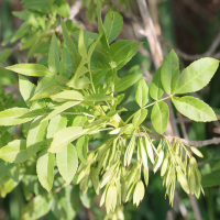 fraxinus_angustifolia5md