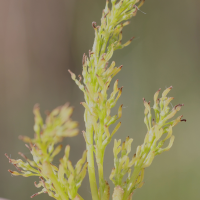 fraxinus_angustifolia6md